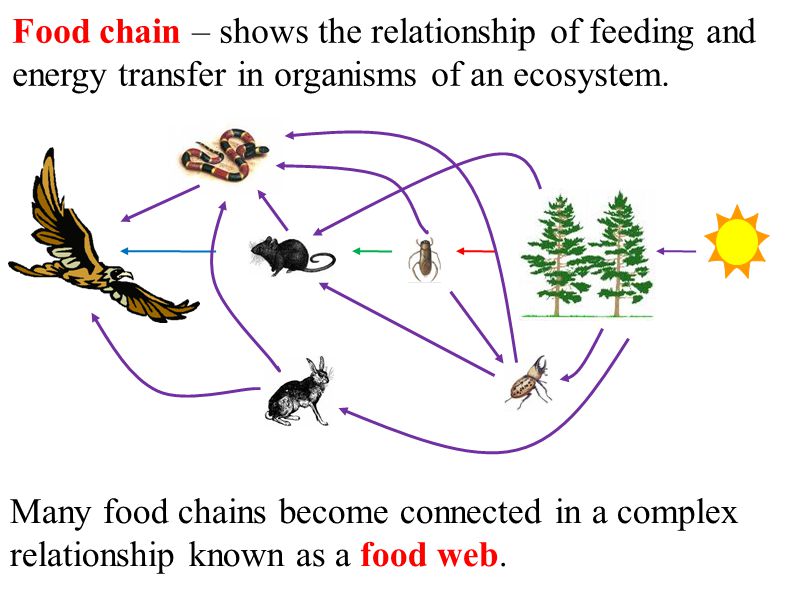 Food chain – shows the relationship of feeding and energy transfer in organisms of an ecosystem.