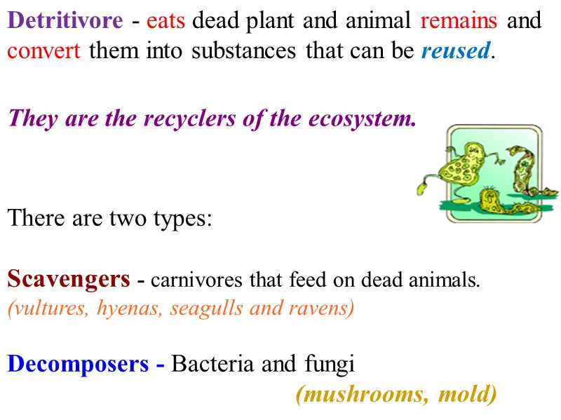 Scavengers - carnivores that feed on dead animals.