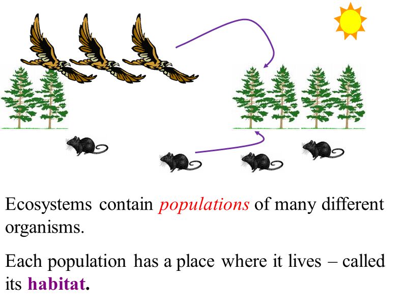 Ecosystems contain populations of many different organisms.