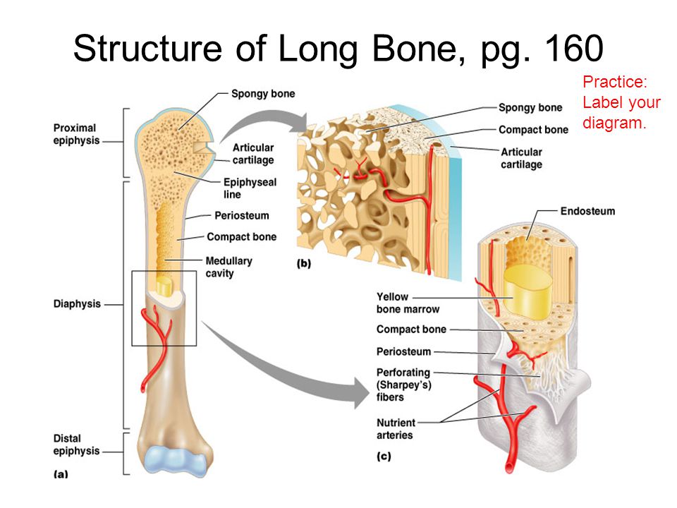 30 Label The Parts Of A Long Bone Labels Database 2020