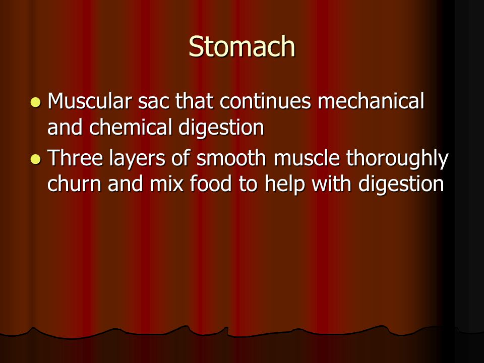 Stomach Muscular sac that continues mechanical and chemical digestion