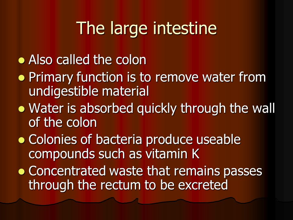 The large intestine Also called the colon
