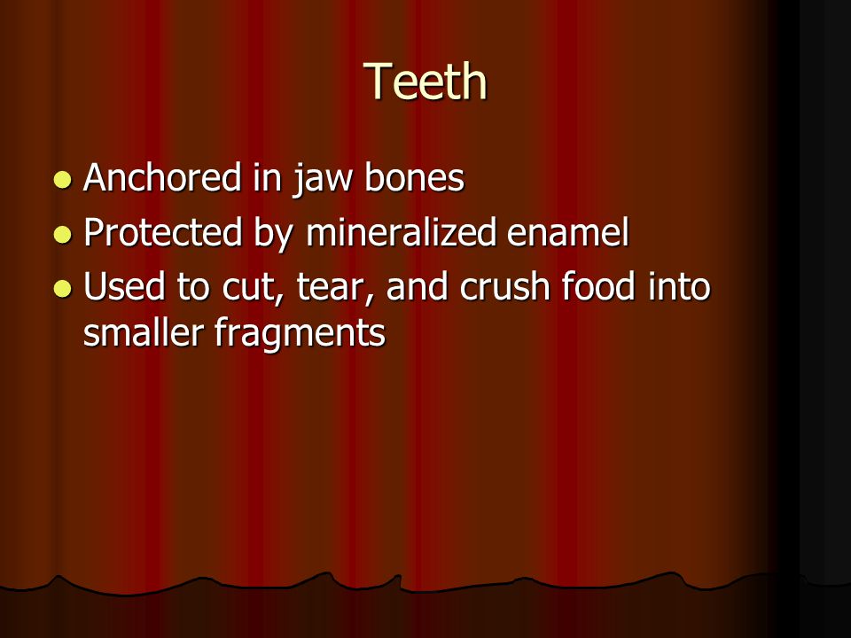 Teeth Anchored in jaw bones Protected by mineralized enamel