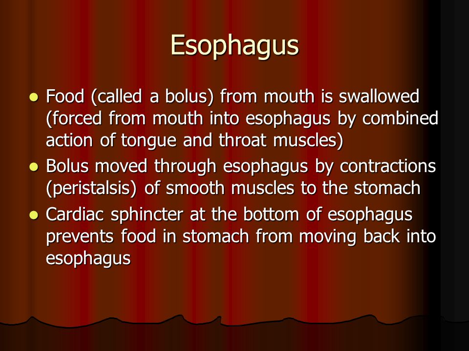 Esophagus Food (called a bolus) from mouth is swallowed (forced from mouth into esophagus by combined action of tongue and throat muscles)