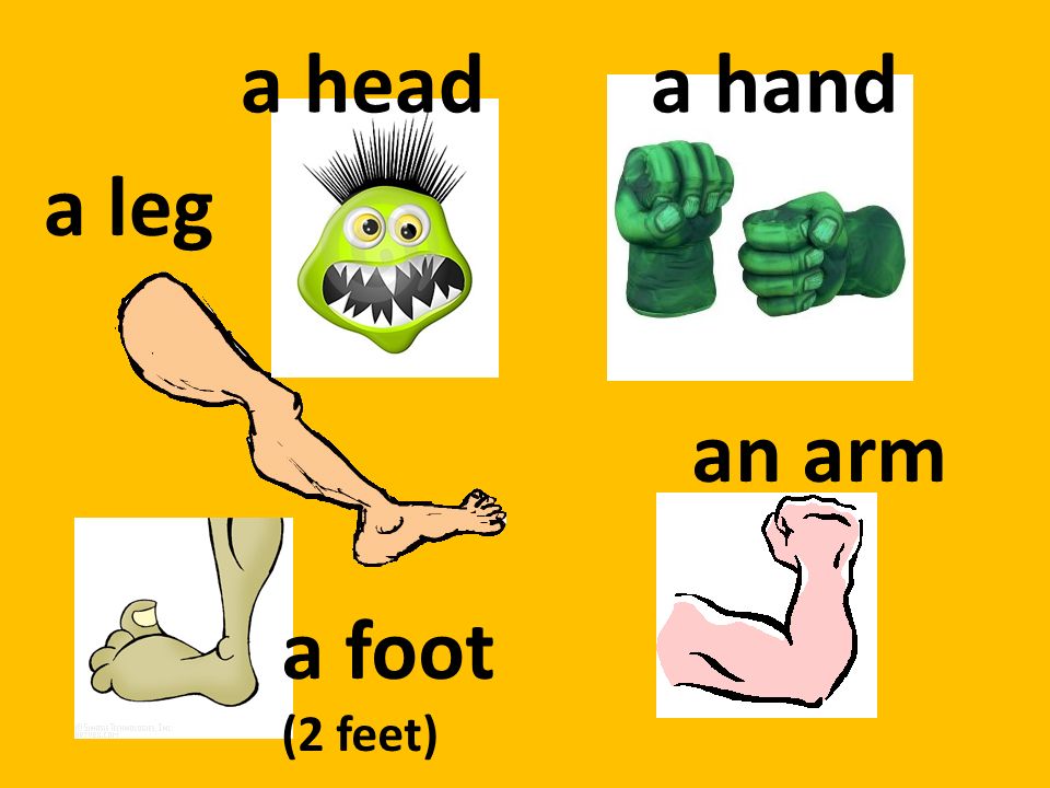 a head a hand a leg an arm a foot (2 feet)