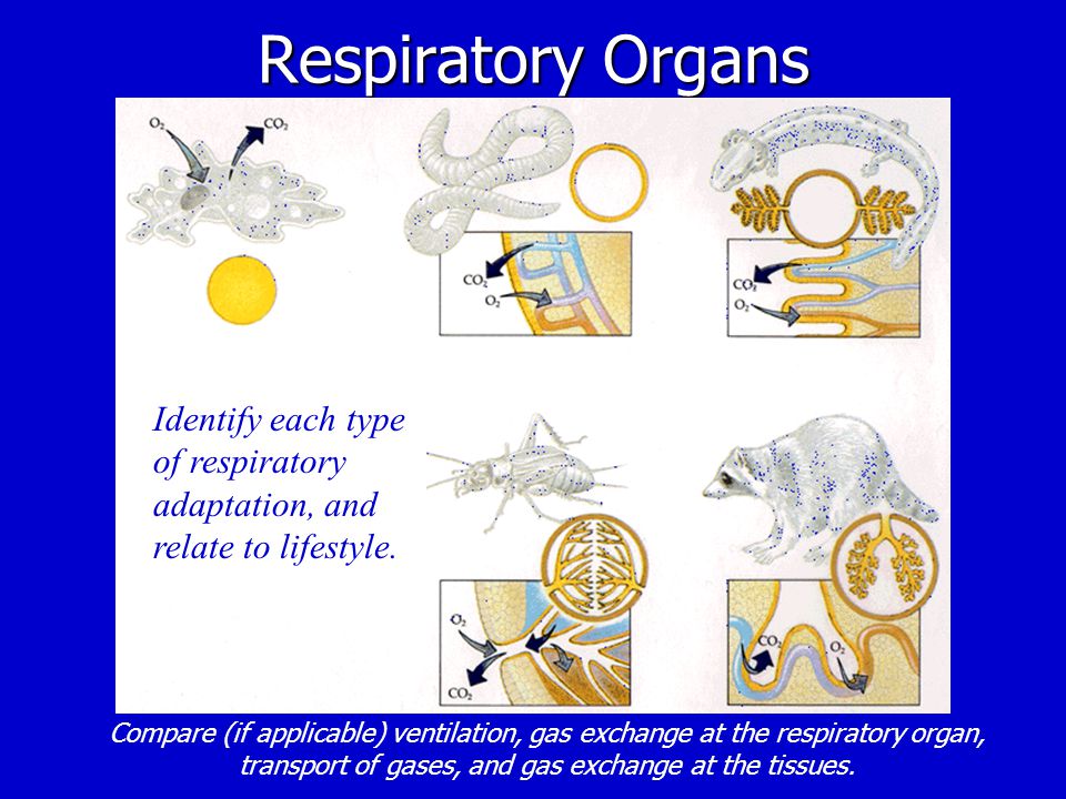 Respiratory Organs Identify each type of respiratory adaptation, and relate to lifestyle.