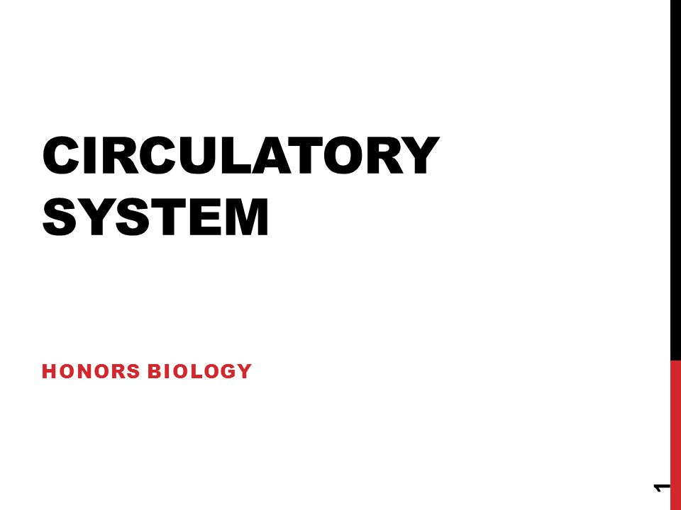 Circulatory System Honors Biology