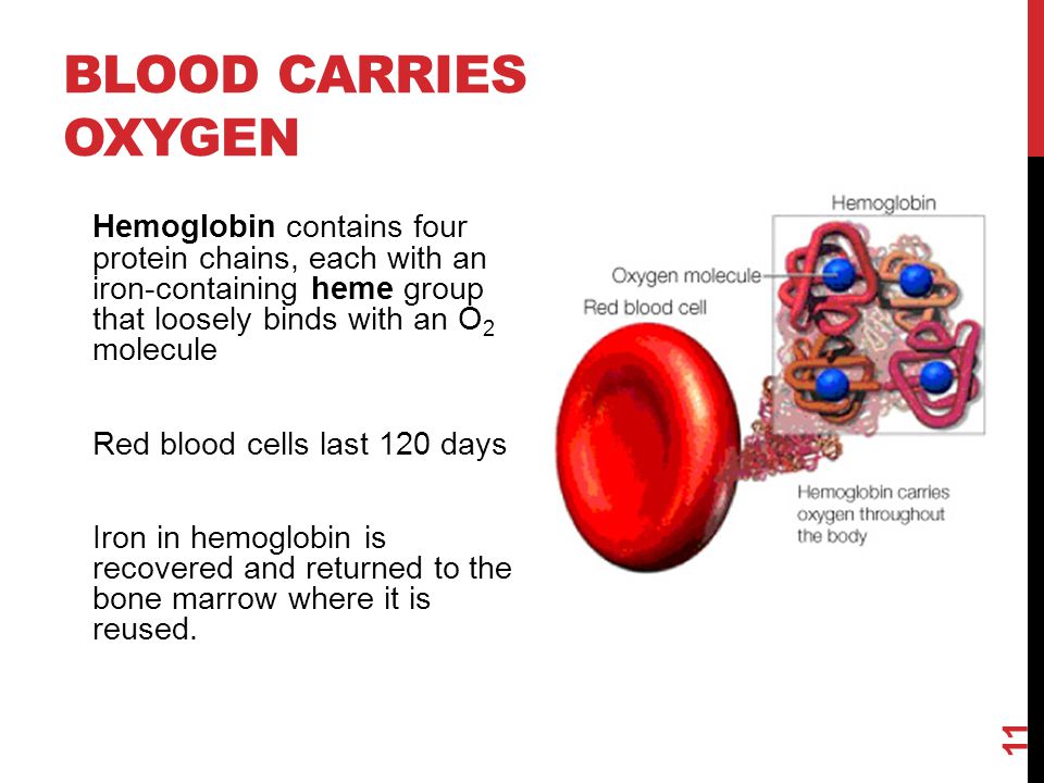 Blood carries oxygen