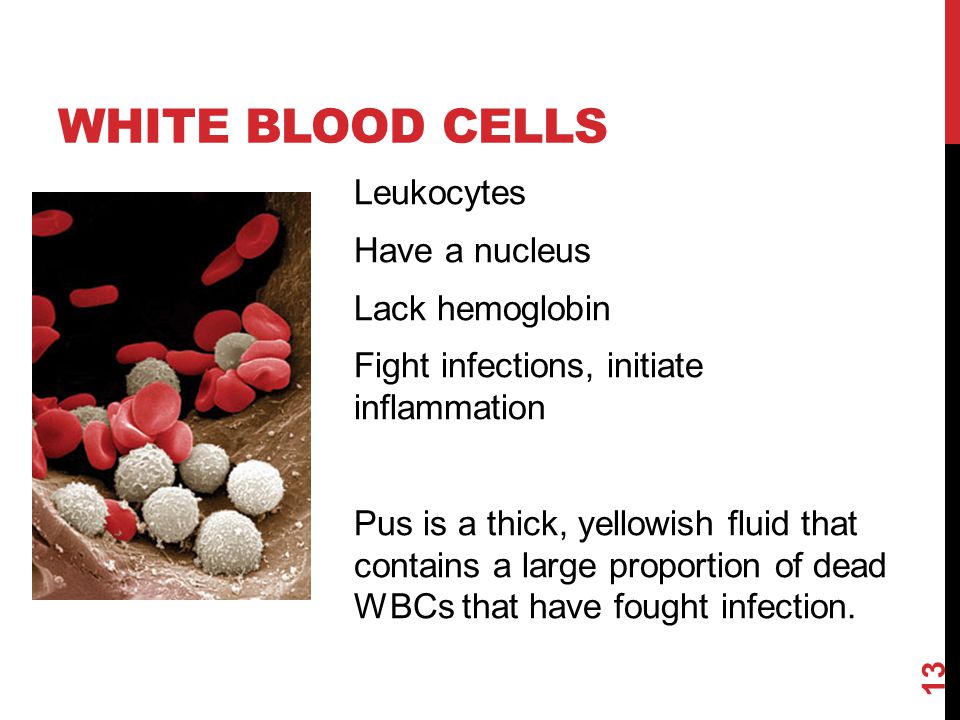 White Blood Cells