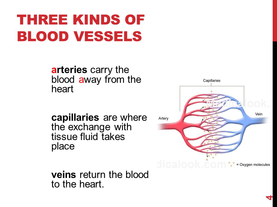 three kinds of blood vessels