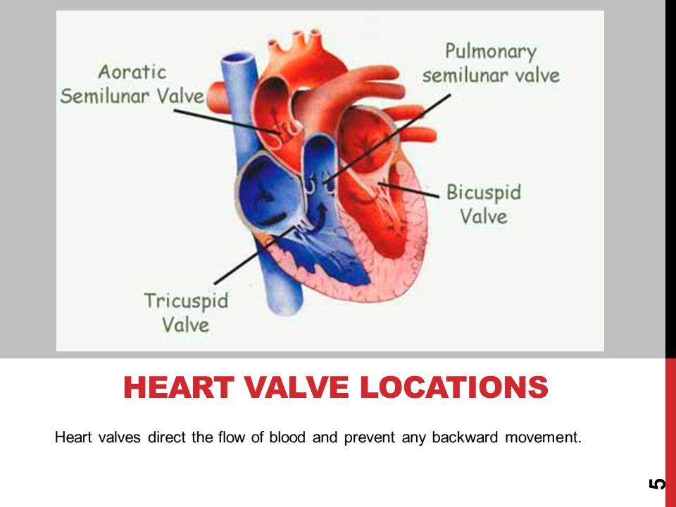 Heart Valve Locations