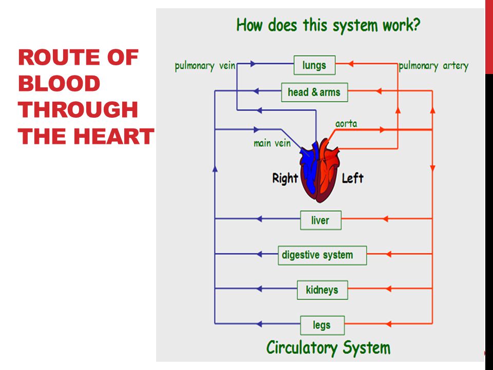 route of blood through the heart
