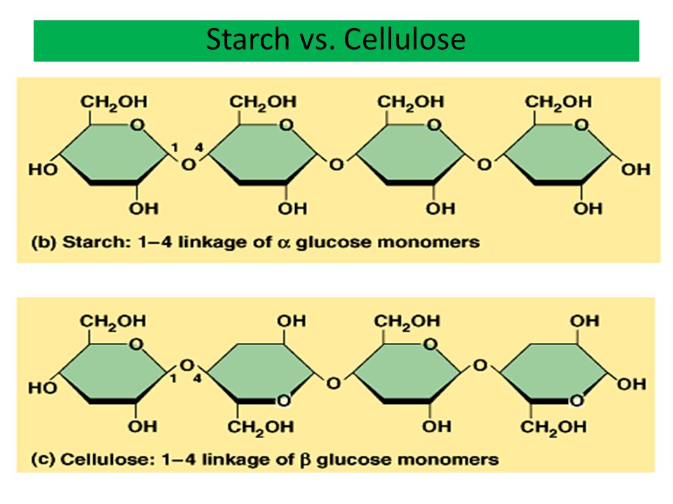 Image result for starch versus cellulose