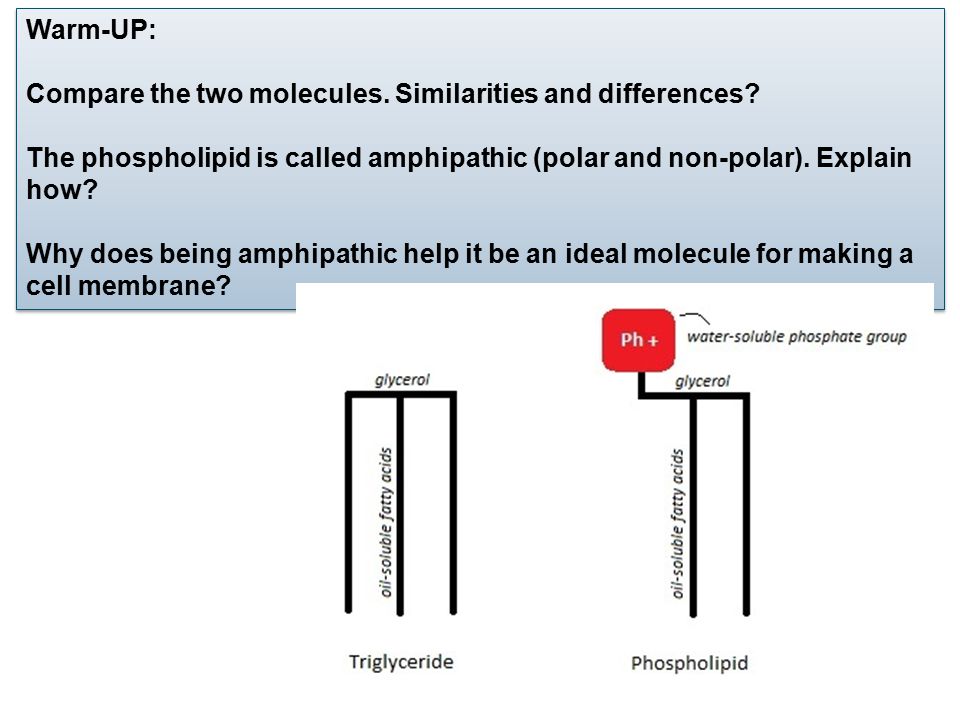 Compare the two molecules. Similarities and differences