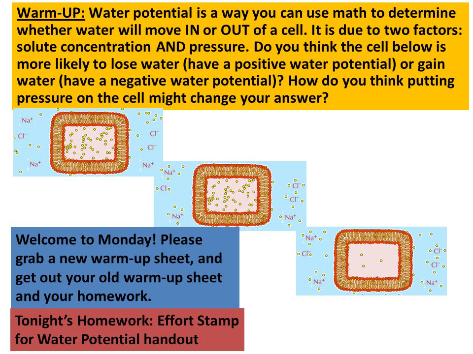 Warm-UP: Water potential is a way you can use math to determine whether water will move IN or OUT of a cell. It is due to two factors: solute concentration AND pressure. Do you think the cell below is more likely to lose water (have a positive water potential) or gain water (have a negative water potential) How do you think putting pressure on the cell might change your answer