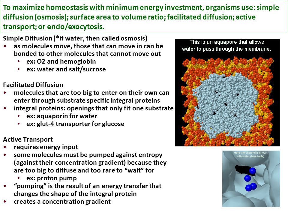 To maximize homeostasis with minimum energy investment, organisms use: simple diffusion (osmosis); surface area to volume ratio; facilitated diffusion; active transport; or endo/exocytosis.