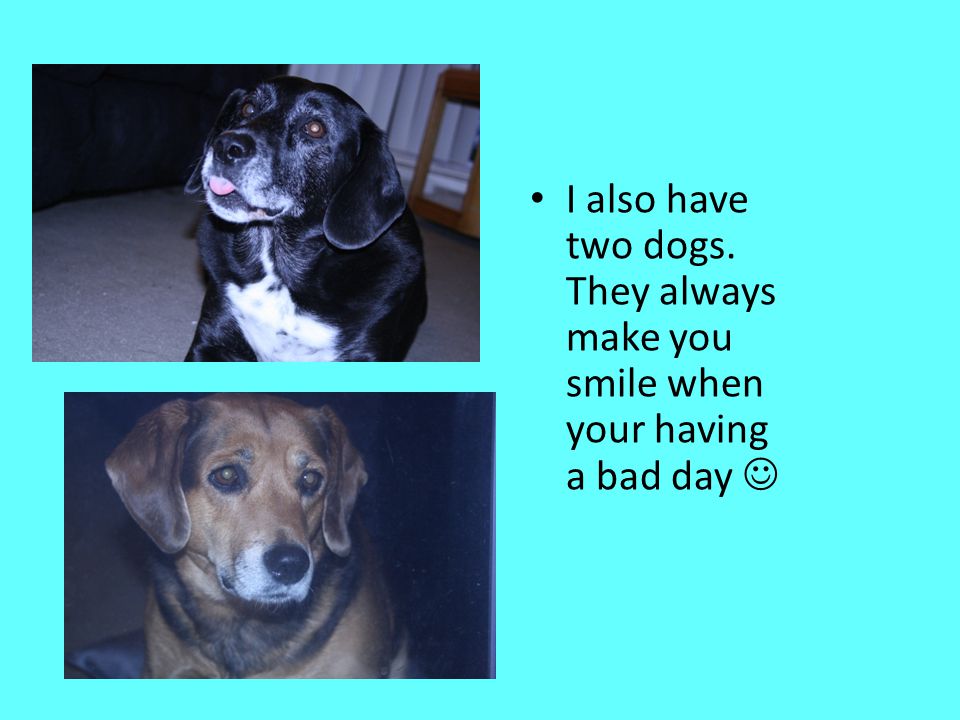 I also have two dogs. They always make you smile when your having a bad day 