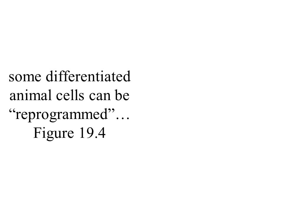 some differentiated animal cells can be reprogrammed … Figure 19.4