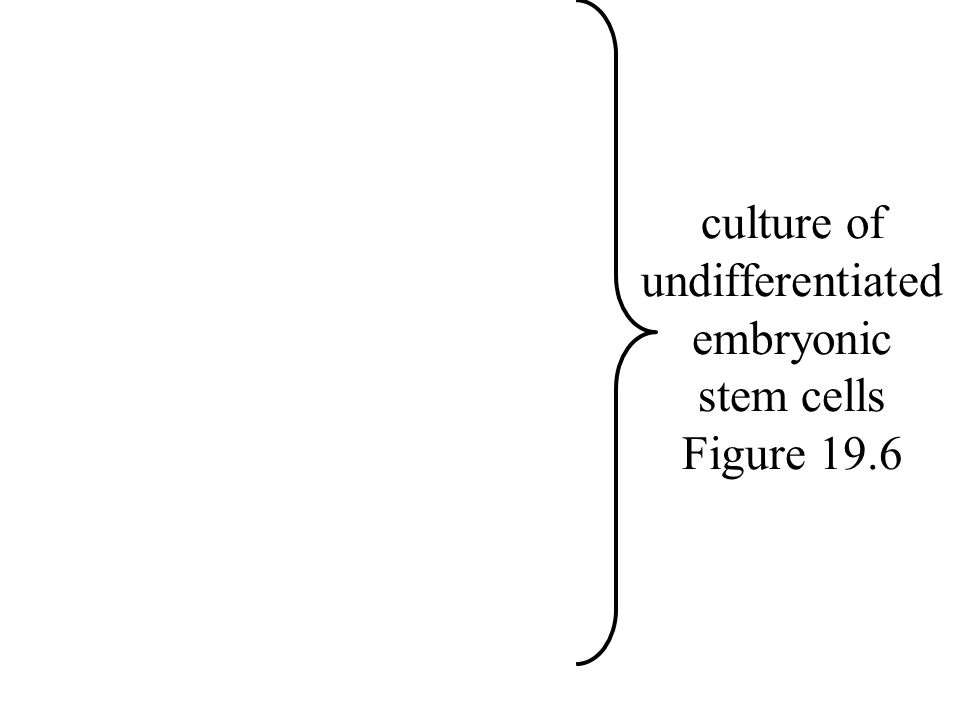 culture of undifferentiated embryonic stem cells Figure 19.6