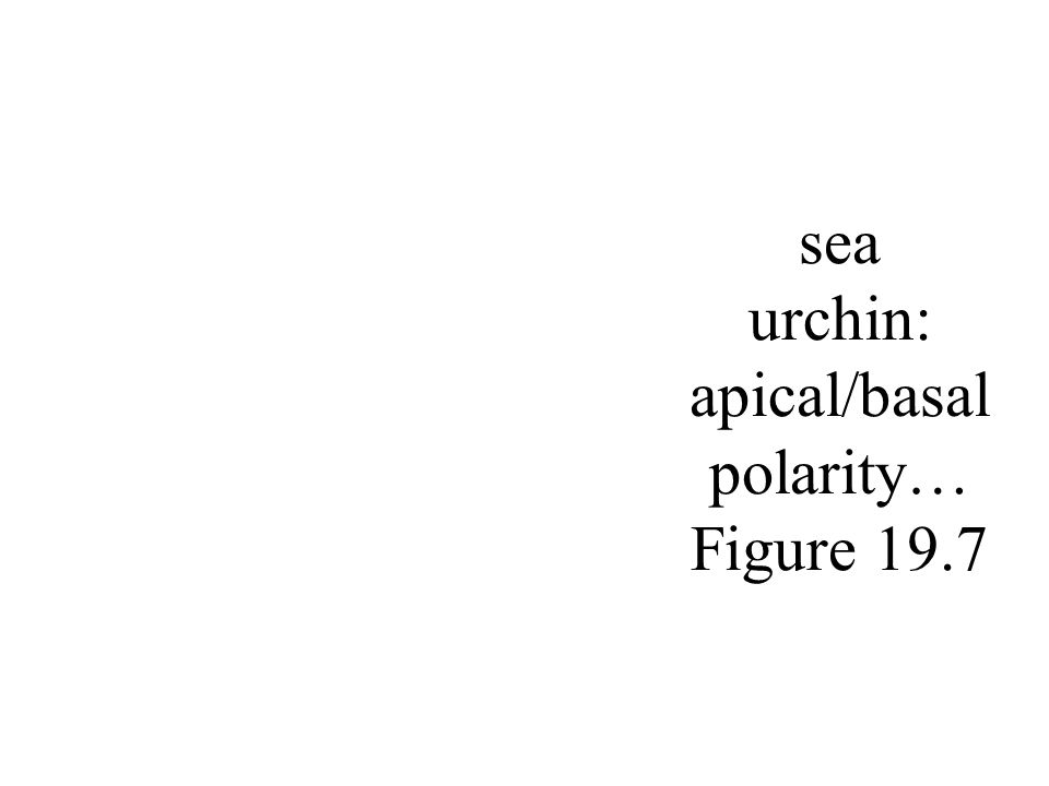 sea urchin: apical/basal polarity… Figure 19.7