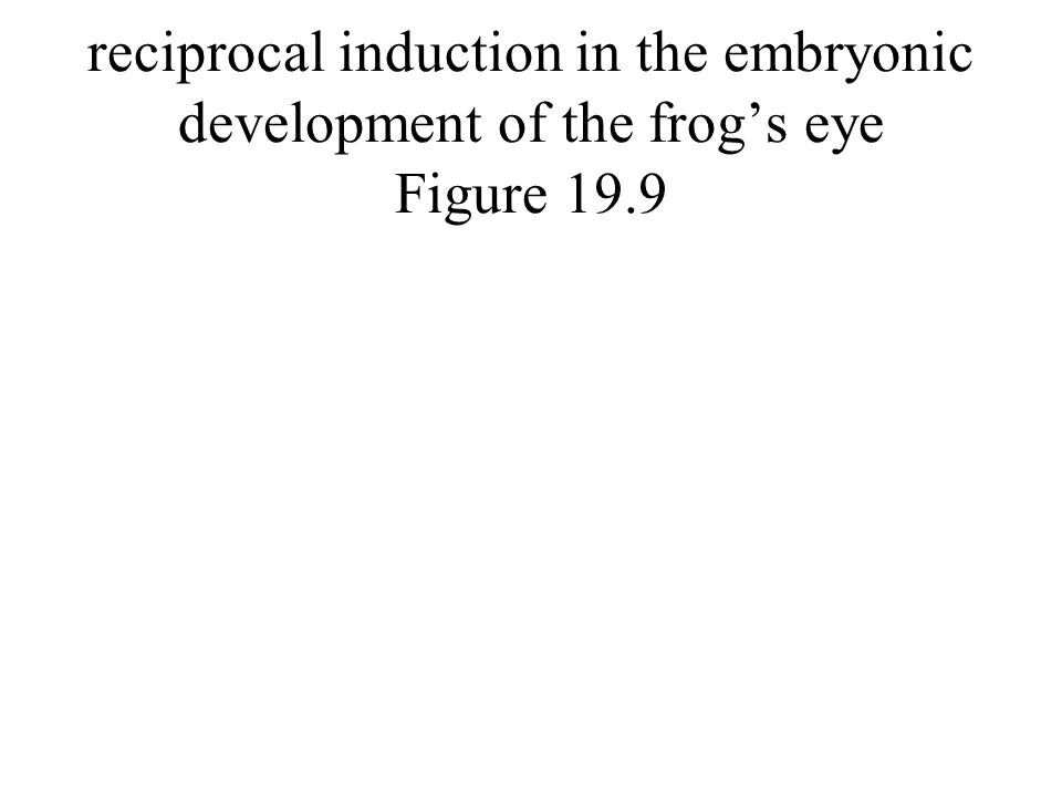 reciprocal induction in the embryonic development of the frog’s eye Figure 19.9