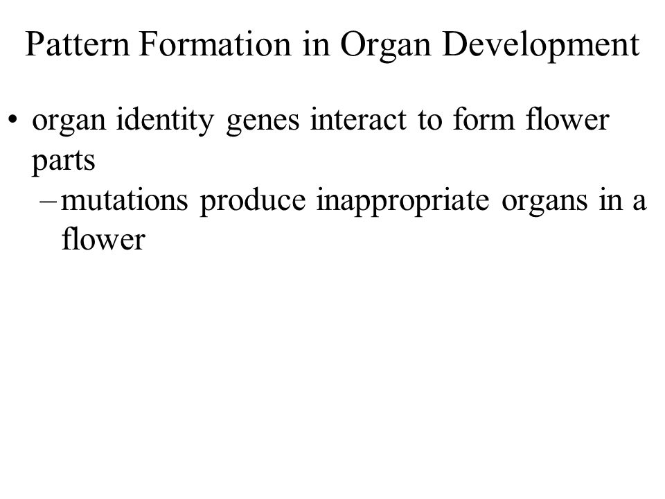 Pattern Formation in Organ Development