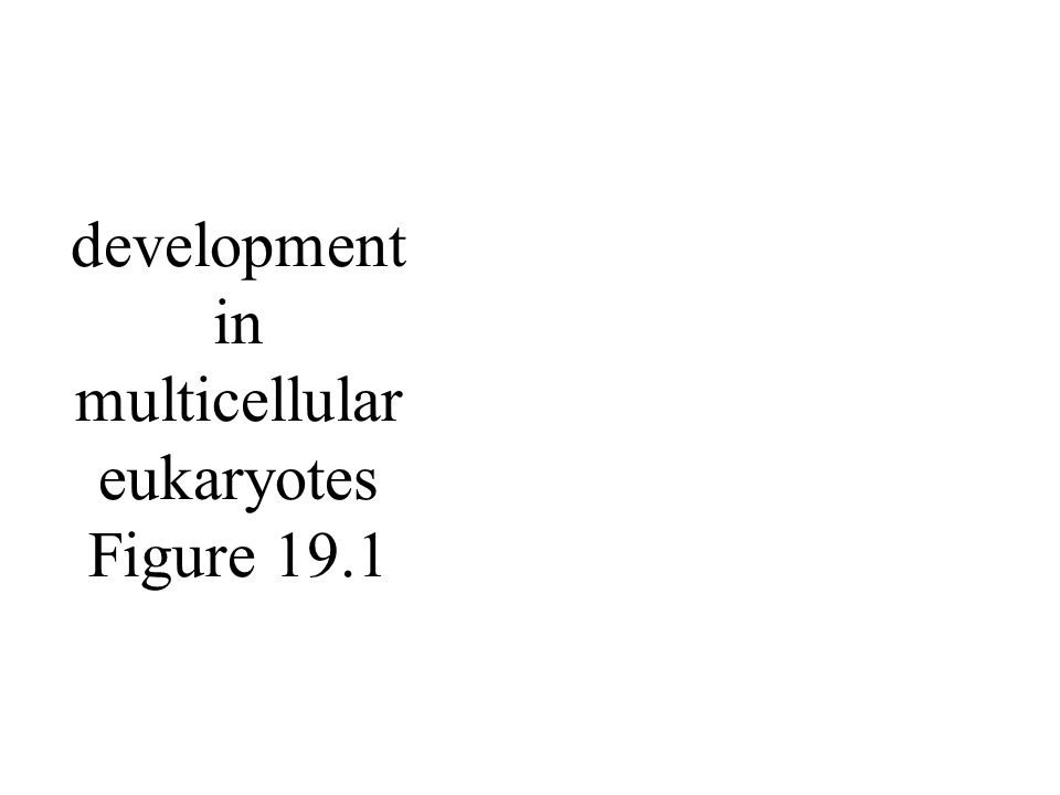 development in multicellular eukaryotes Figure 19.1