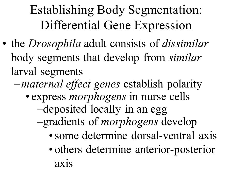 Establishing Body Segmentation: Differential Gene Expression