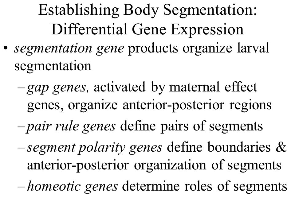 Establishing Body Segmentation: Differential Gene Expression