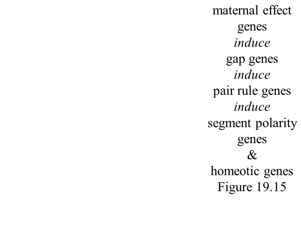 maternal effect genes induce gap genes induce pair rule genes induce segment polarity genes & homeotic genes Figure 19.15