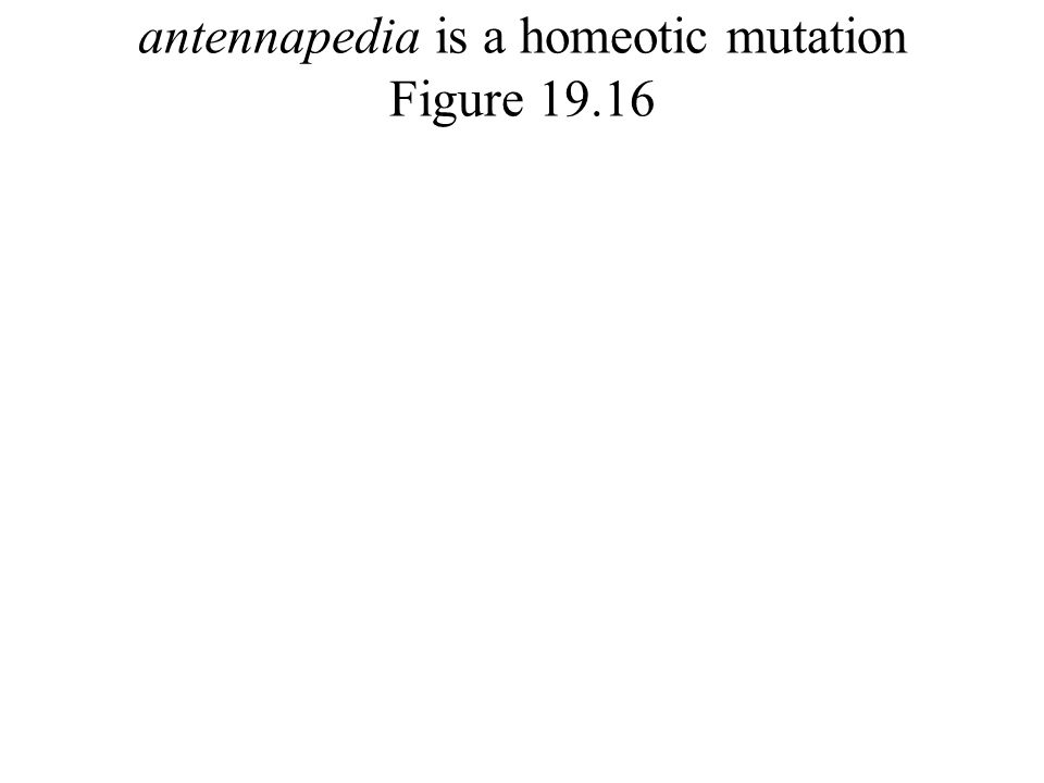 antennapedia is a homeotic mutation Figure 19.16