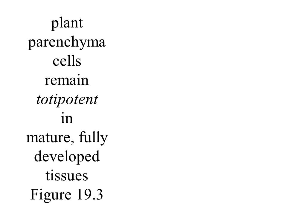 plant parenchyma cells remain totipotent in mature, fully developed tissues Figure 19.3