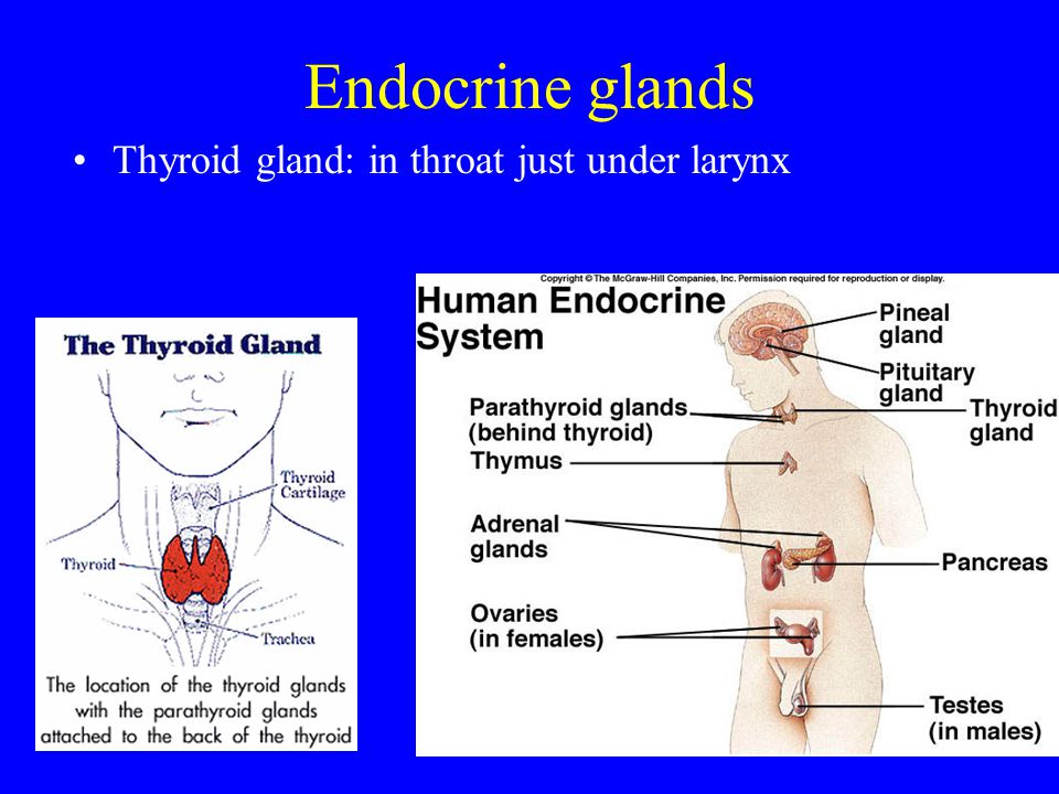 Endocrine glands. 