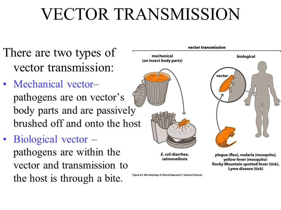 Chapter 6 Transmission Of Infection The Compromised Host And Epidemiology Tick Triatoma Kissing Bug Flea Tsetse Fly Anopheles Mosquito Ppt Video Online Download