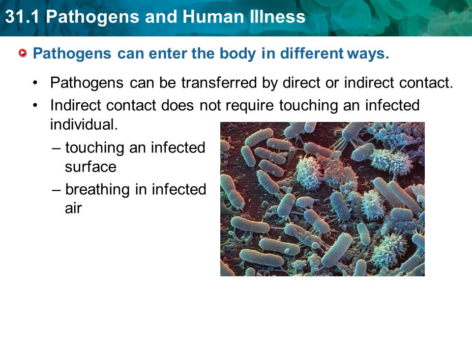 Pathogens can enter the body in different ways.