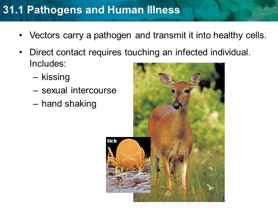 Vectors carry a pathogen and transmit it into healthy cells.