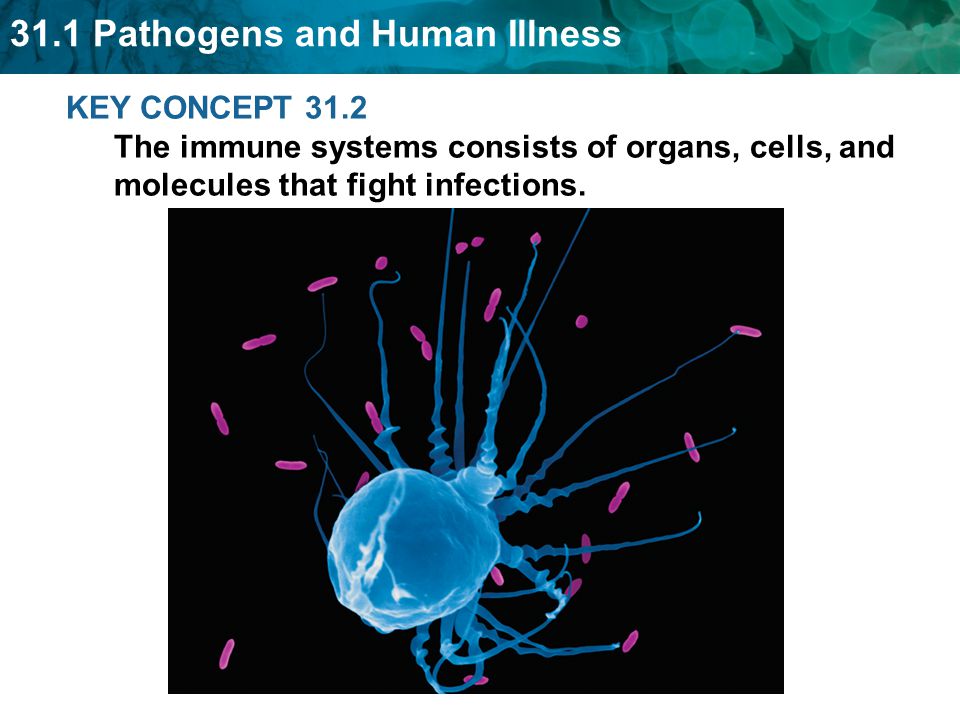 KEY CONCEPT 31.2 The immune systems consists of organs, cells, and molecules that fight infections.