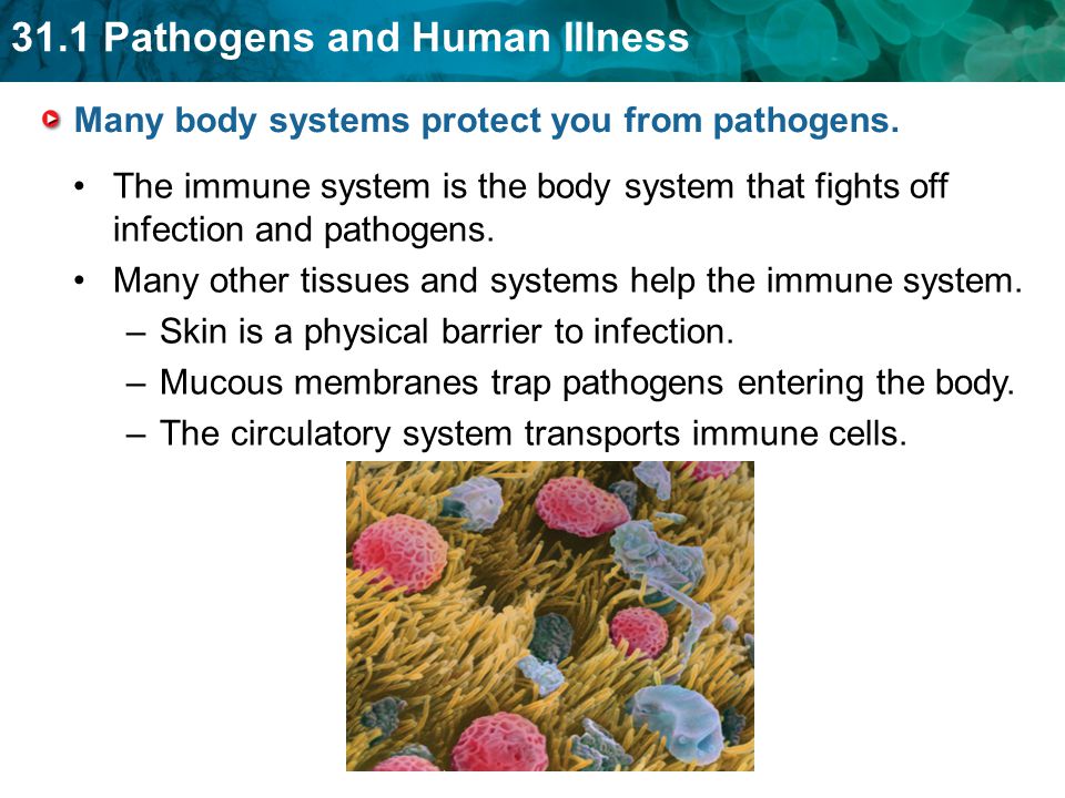 Many body systems protect you from pathogens.