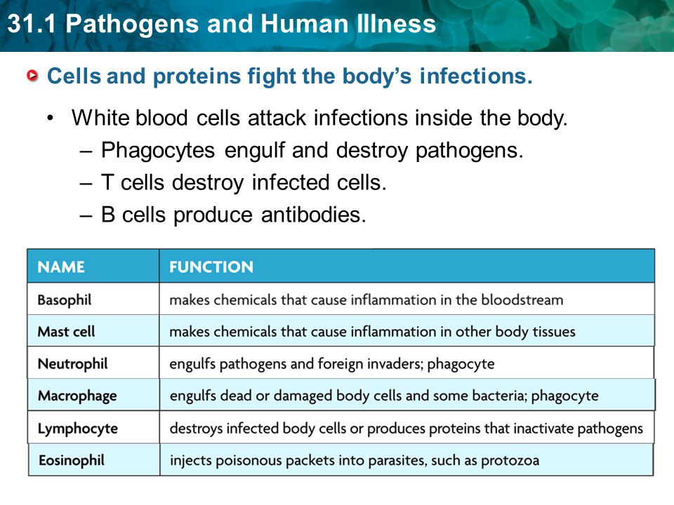 Cells and proteins fight the body’s infections.