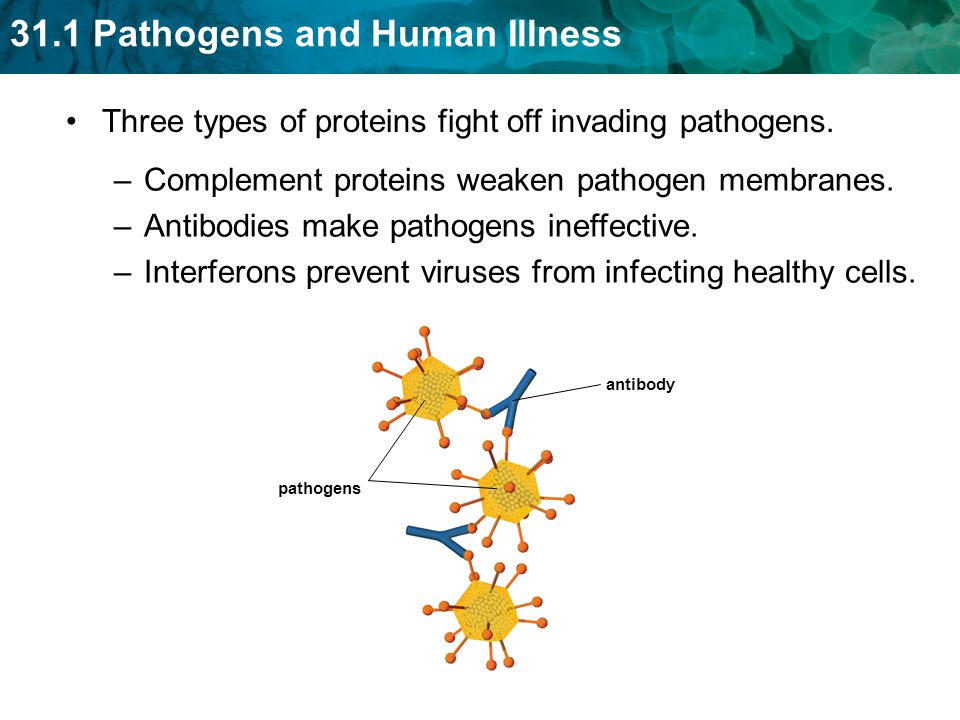 Three types of proteins fight off invading pathogens.