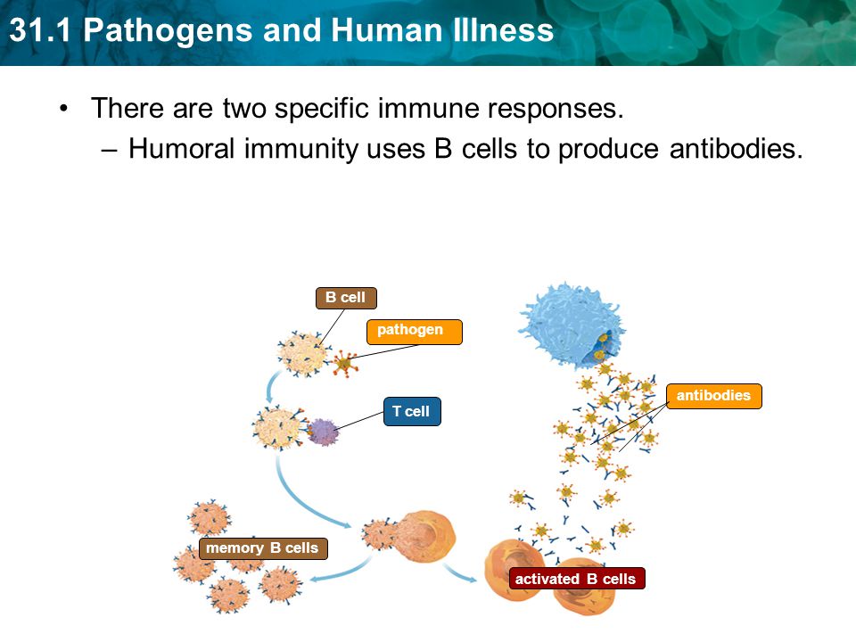 There are two specific immune responses.
