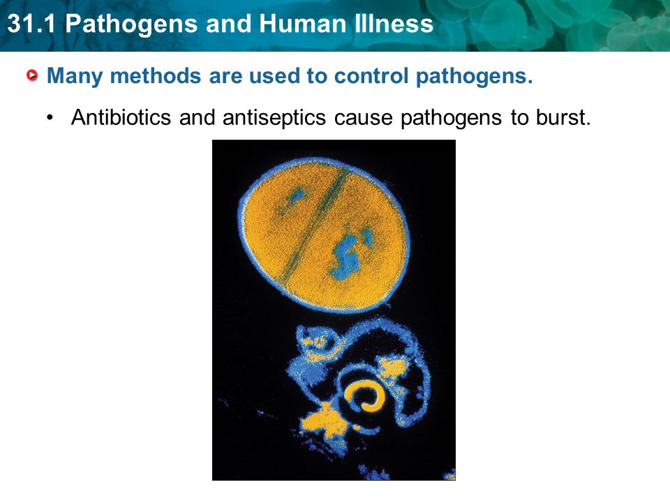 Many methods are used to control pathogens.
