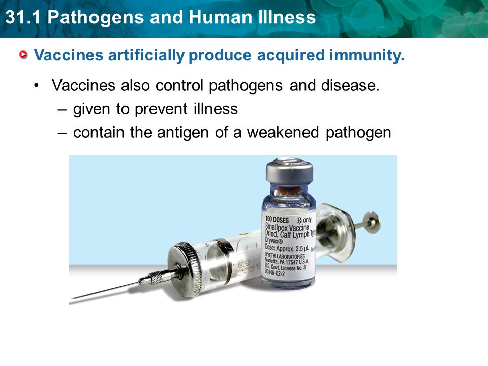 Vaccines artificially produce acquired immunity.
