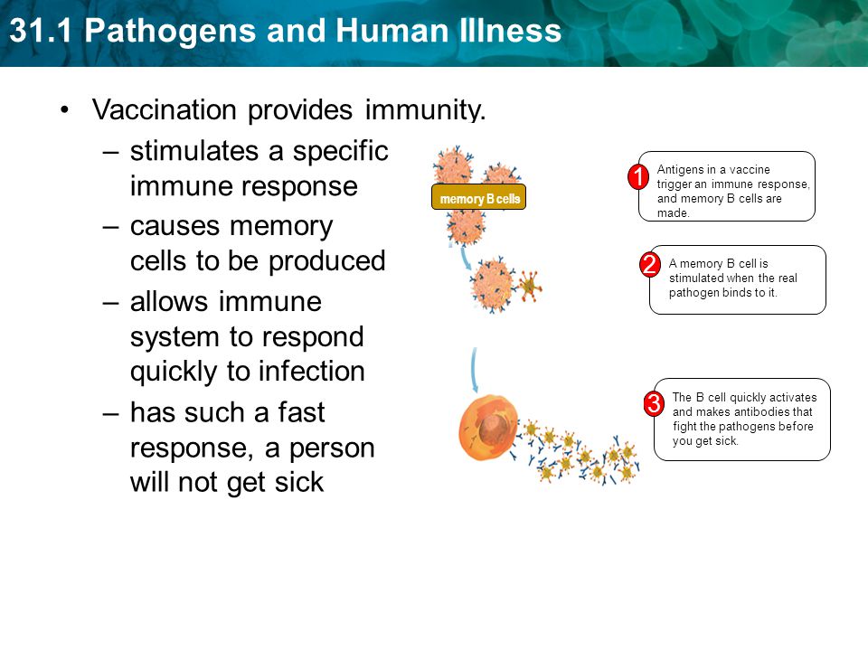 Vaccination provides immunity. stimulates a specific immune response