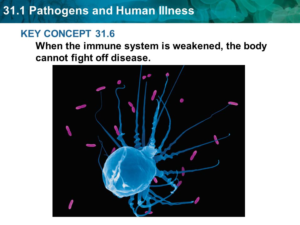 KEY CONCEPT 31.6 When the immune system is weakened, the body cannot fight off disease.