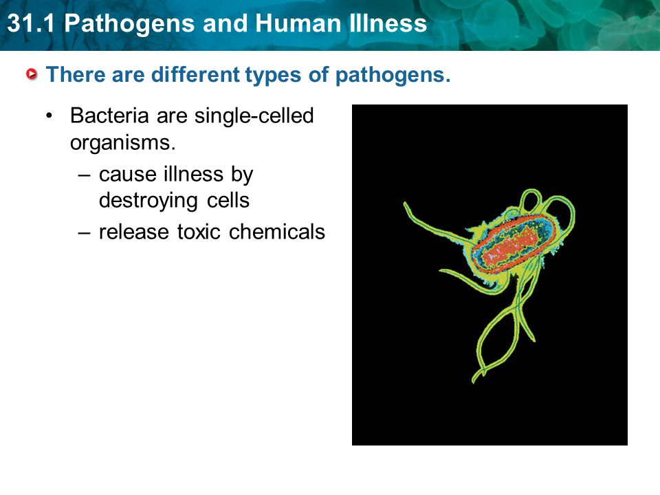There are different types of pathogens.