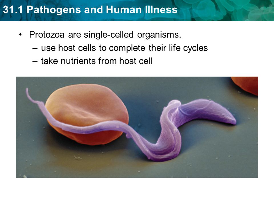 Protozoa are single-celled organisms.