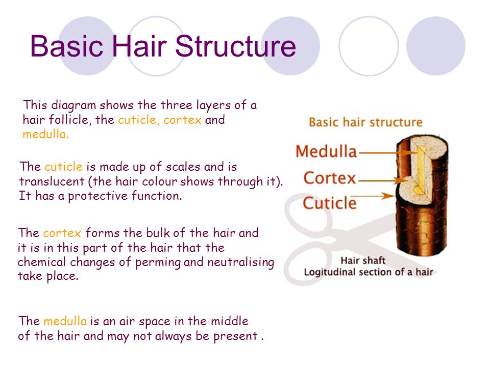 Hair Structure & Growth - ppt video online download