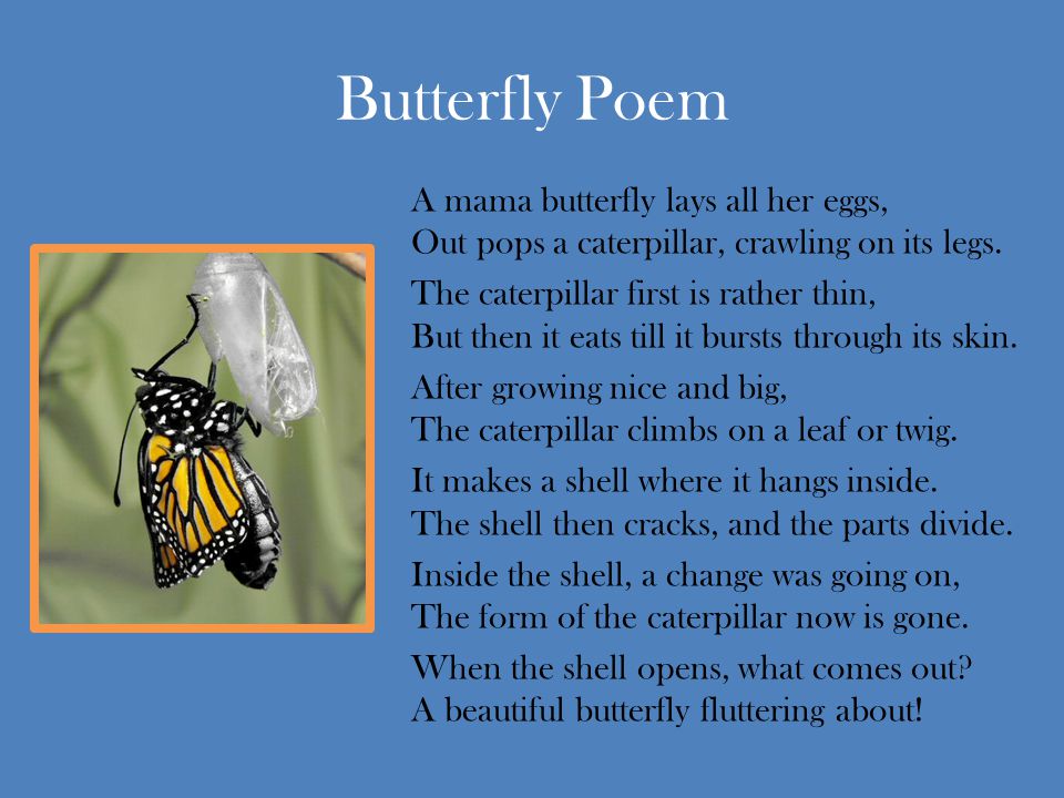 Butterfly Poem A mama butterfly lays all her eggs, Out pops a caterpillar, crawling on its legs.