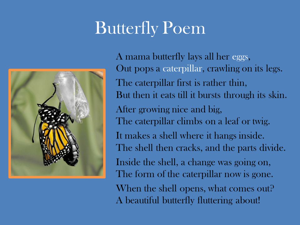 Butterfly Poem A mama butterfly lays all her eggs, Out pops a caterpillar, crawling on its legs.